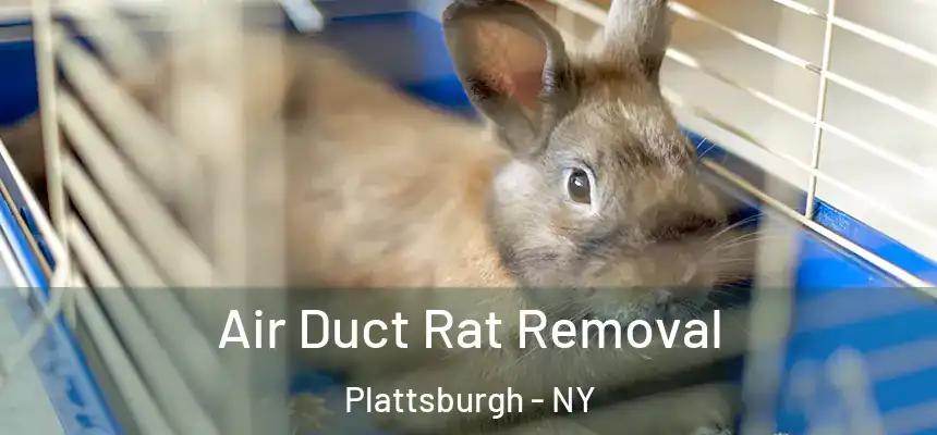  Air Duct Rat Removal Plattsburgh - NY